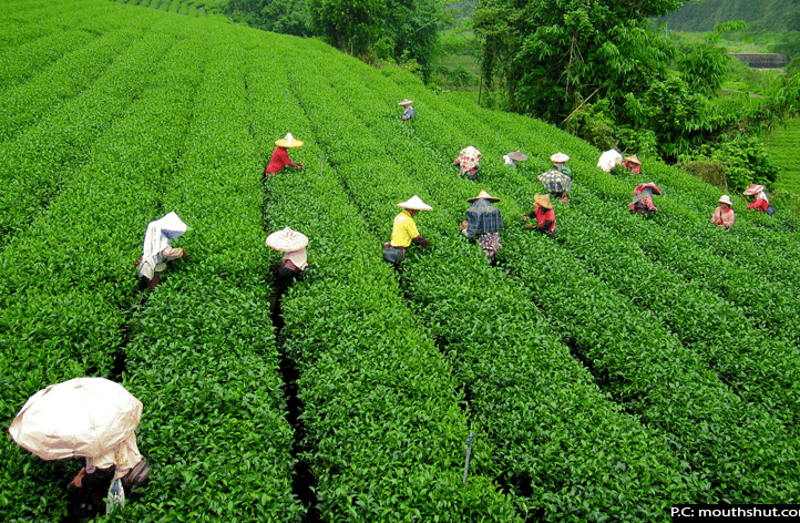 beauty of darjeeling