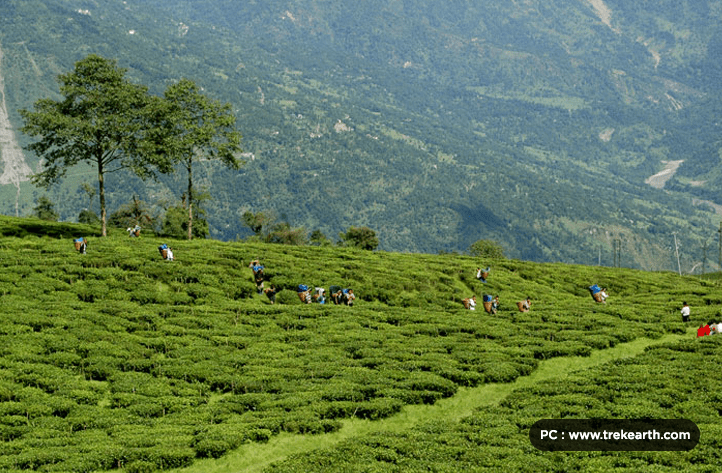 Lush Tea gardens